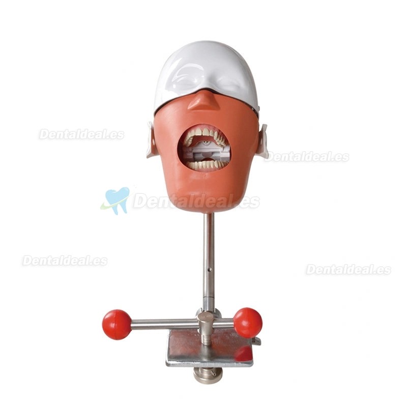 Dental Training Manikin Phantom Head Bench Mount Dental Simulators